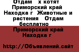 Отдам 2-х котят - Приморский край, Находка г. Животные и растения » Отдам бесплатно   . Приморский край,Находка г.